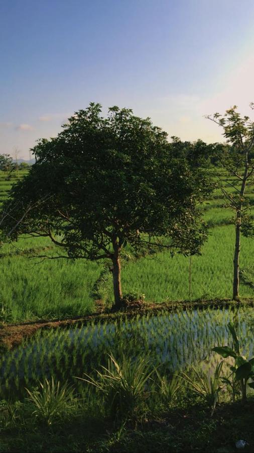 Tiara Homestay Plambi Ngoại thất bức ảnh